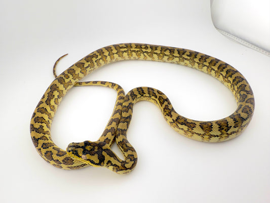 ハイポhetグラナイト