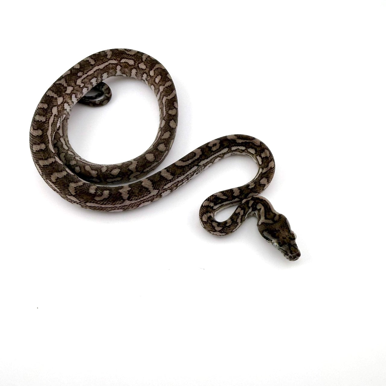 キャラメルアザン