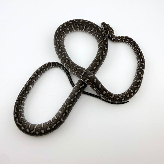 アザンphストライプアルビノ