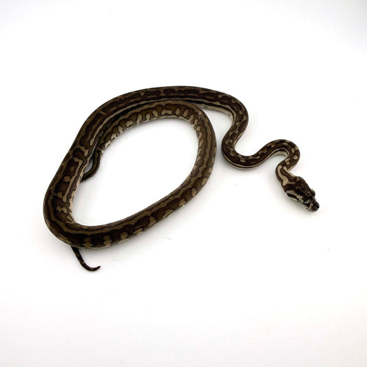 ストライプphアザンアルビノ