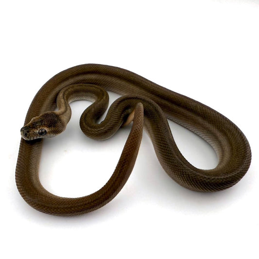 スーパーゼブラ