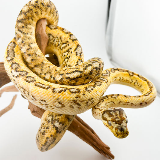 EXストーンウォッシュジャガー