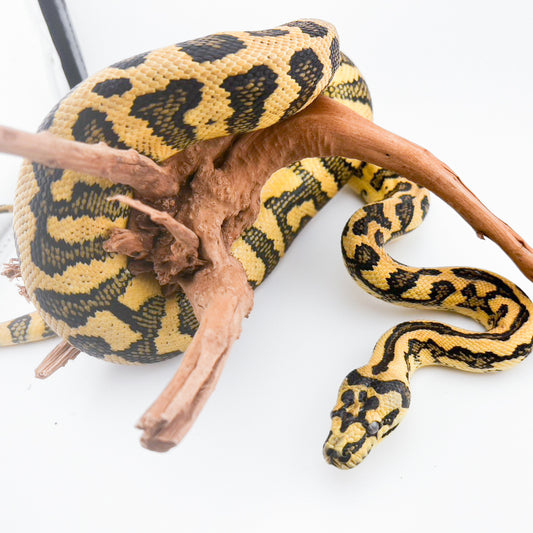 ダイヤジャングルジャガー