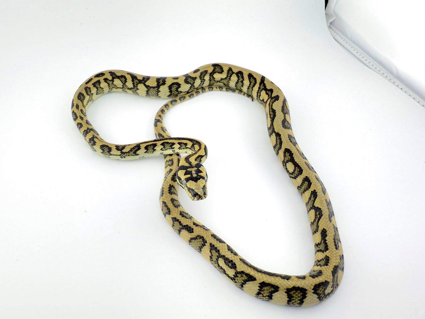 Jungle Diamond Jag nice reduced pattern clutch