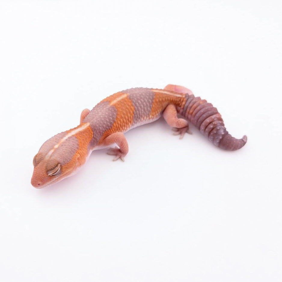 ストライプタンジェリンアメル