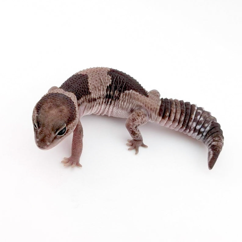 オレオhetパティ