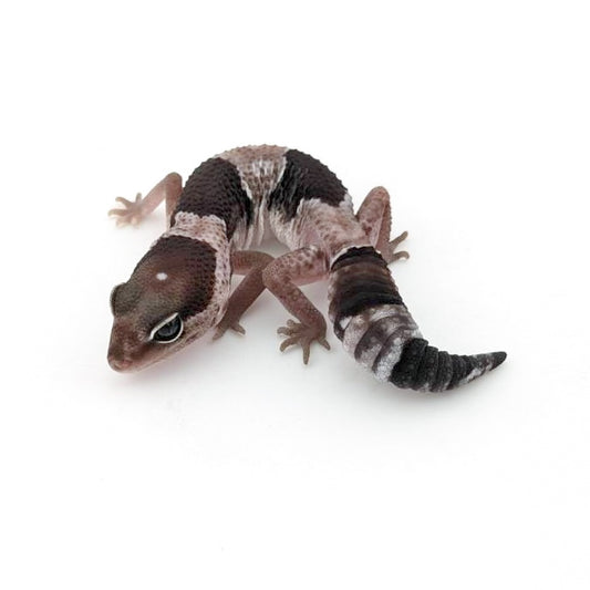 オレオ