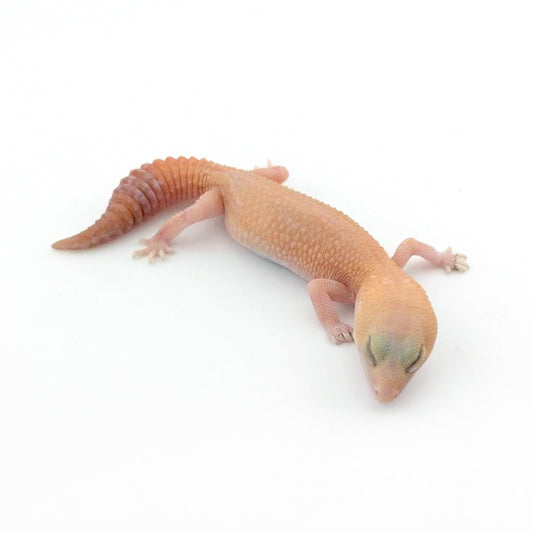 アメルズールーphパターンレス