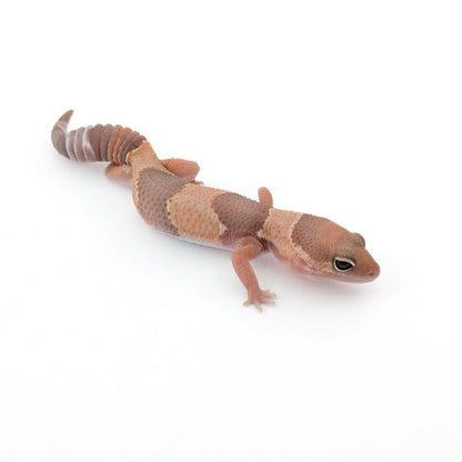 キャラメルスノー