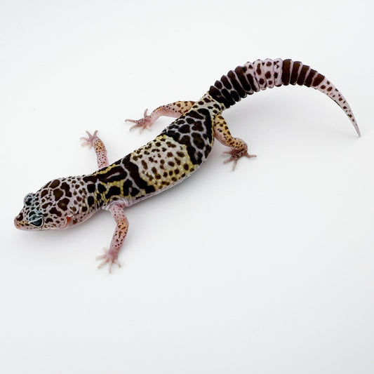 ダイオウトカゲモドキ