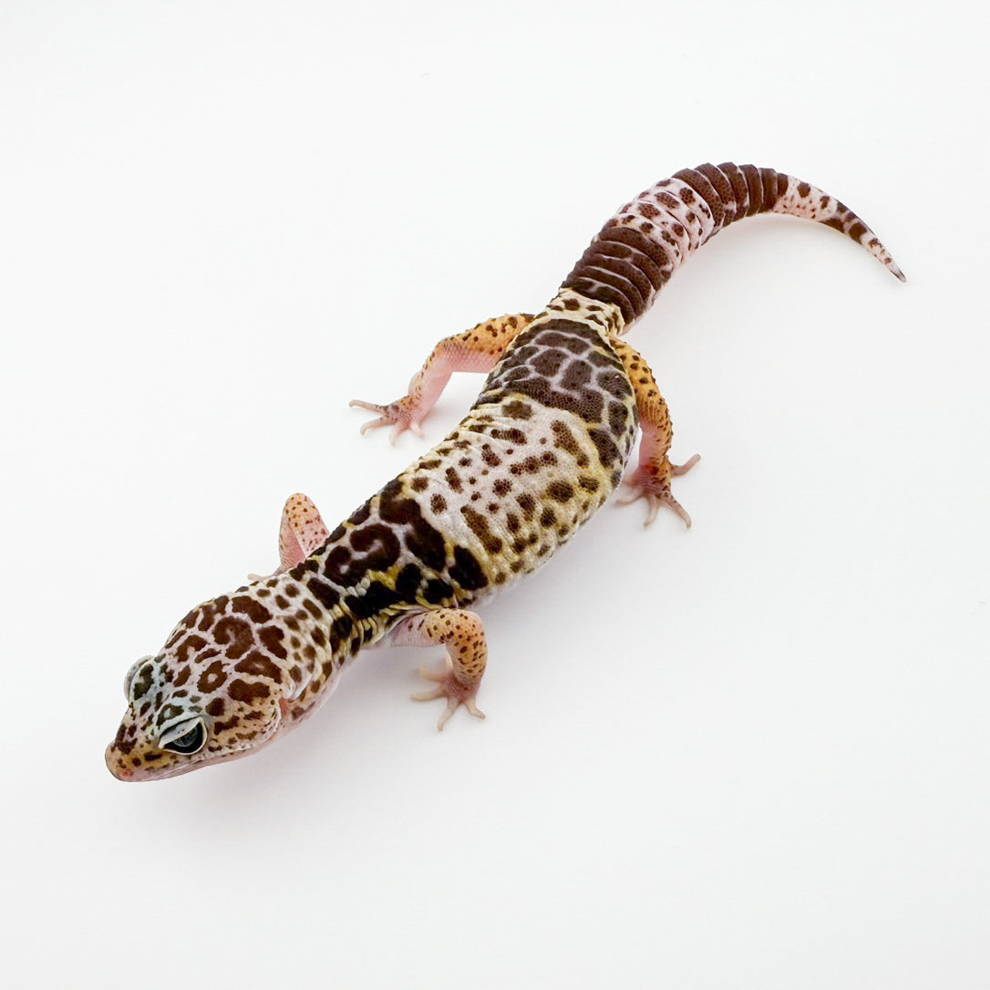 ダイオウトカゲモドキ