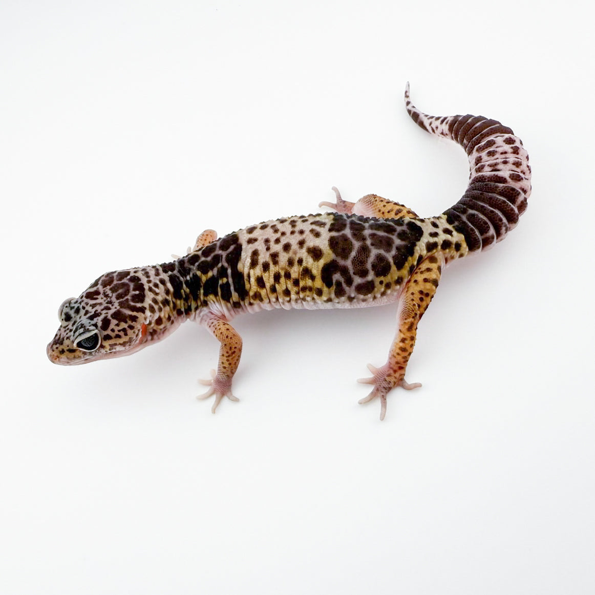 ダイオウトカゲモドキ