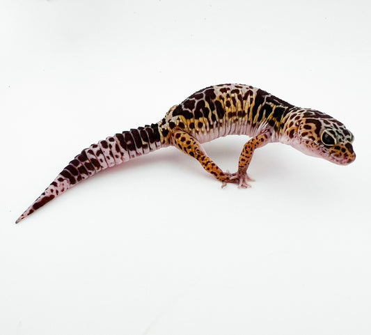 ダイオウトカゲモドキ