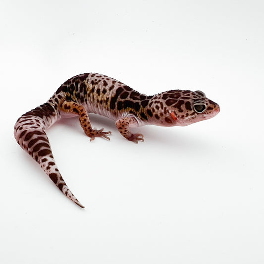 ダイオウトカゲモドキ