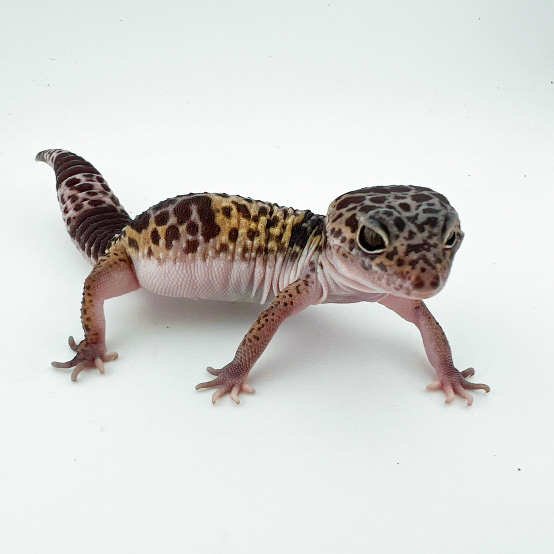 ダイオウトカゲモドキ