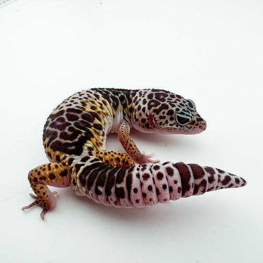 ダイオウトカゲモドキ