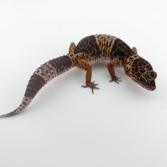 ダイオウトカゲモドキ