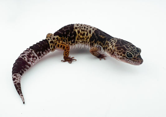 ダイオウトカゲモドキ