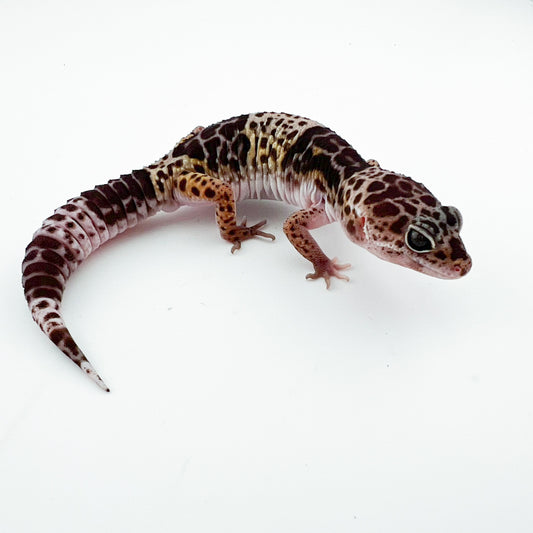 ダイオウトカゲモドキ