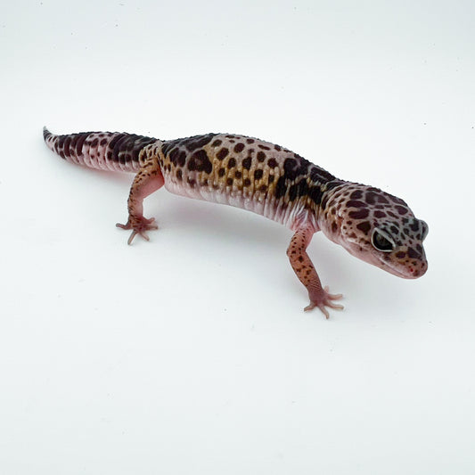 ダイオウトカゲモドキ