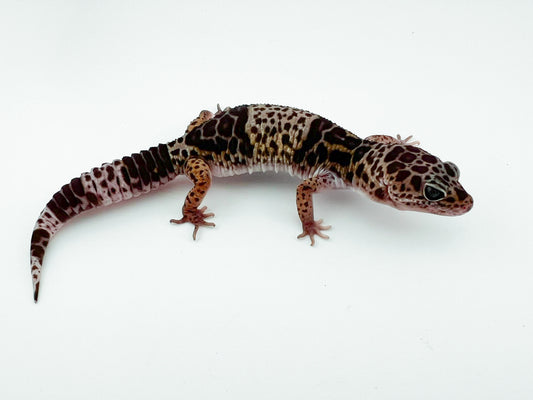 ダイオウトカゲモドキ