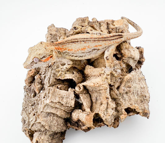 ガーゴイルゲッコー