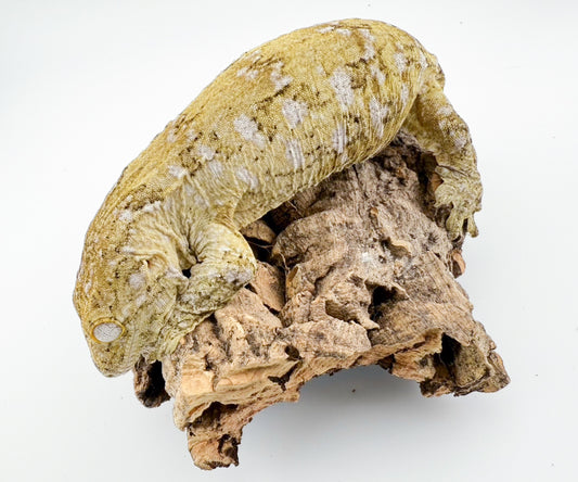 ジャイアントゲッコー モロ