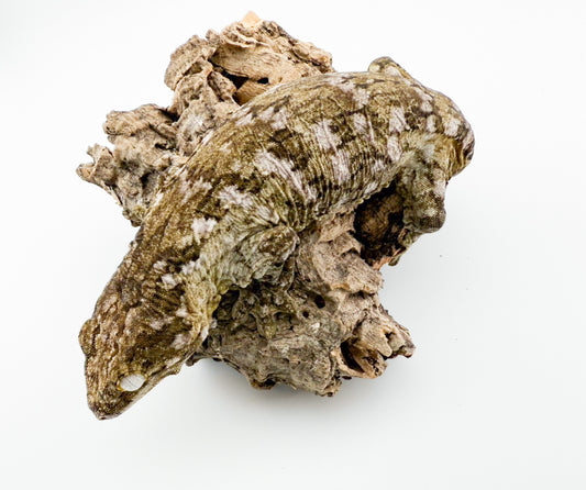 ジャイアントゲッコー モロ