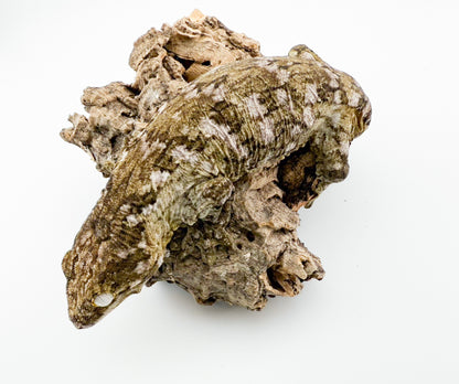 ジャイアントゲッコー モロ