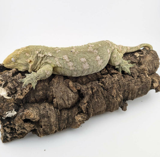 ジャイアントゲッコー ヘンケリー