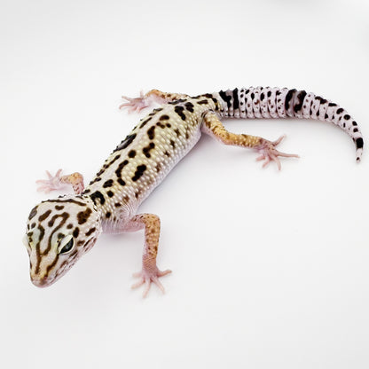 オバケトカゲモドキ イーラム