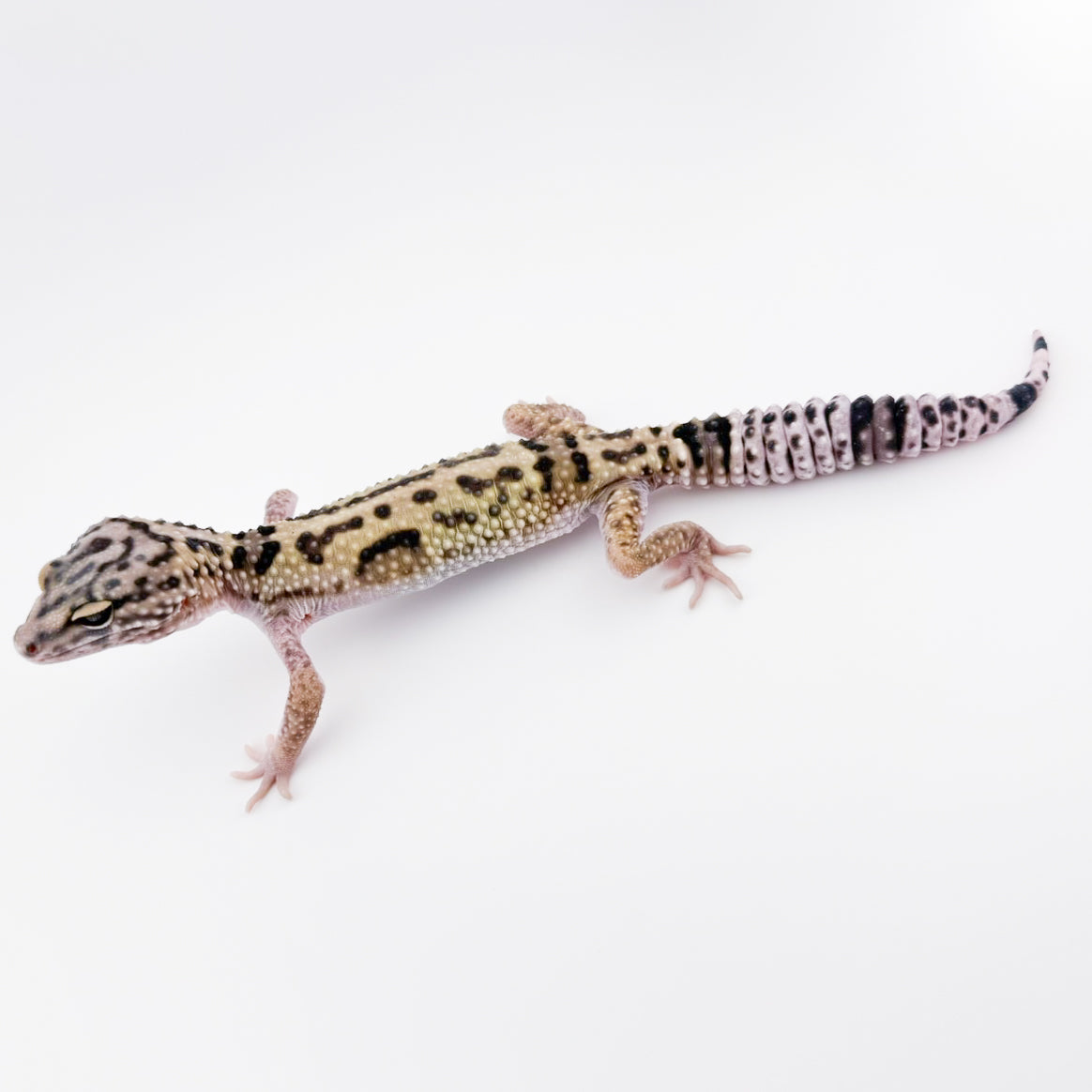 オバケトカゲモドキ イーラム