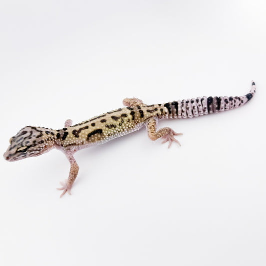 オバケトカゲモドキ イーラム