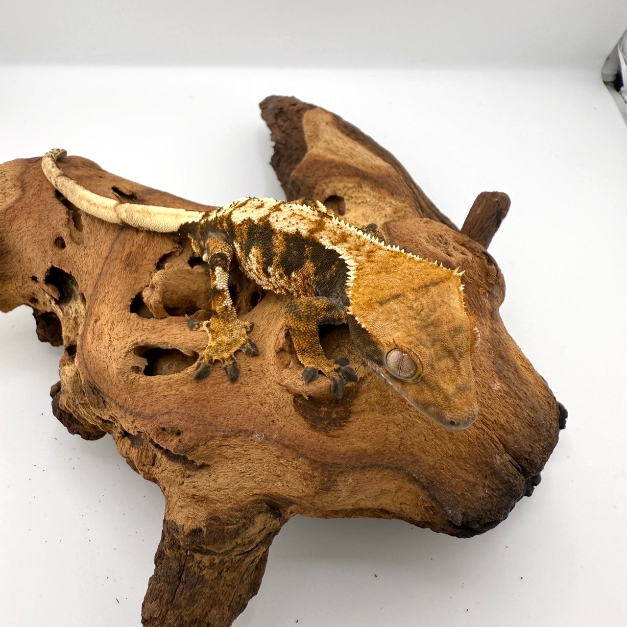 クレステッドゲッコー　トリカラーエクストリームハーレキン