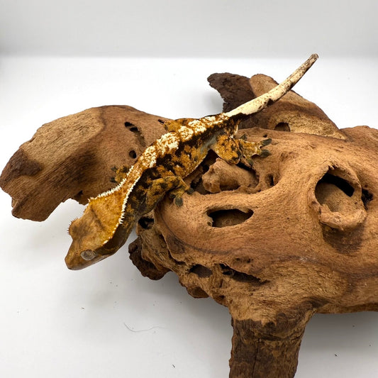 クレステッドゲッコー　トリカラーハーレキン