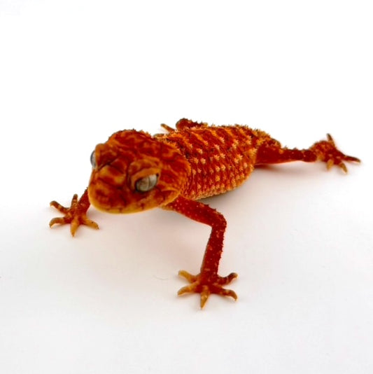 オニタマオヤモリ