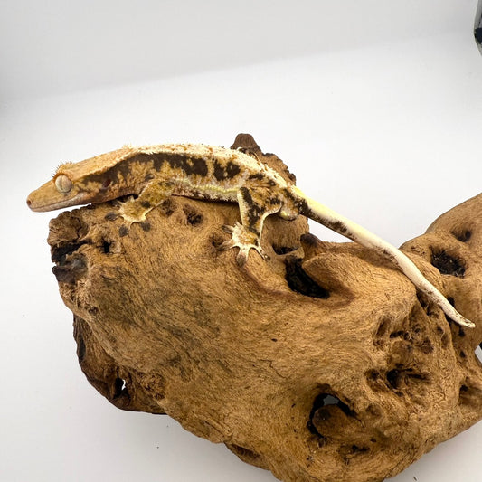 リリーホワイト