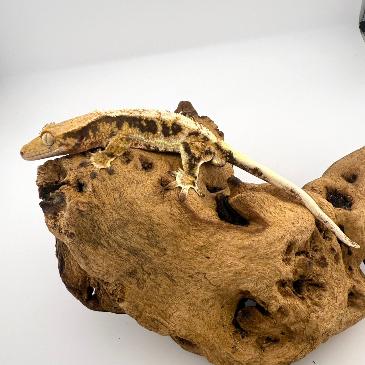 リリーホワイト