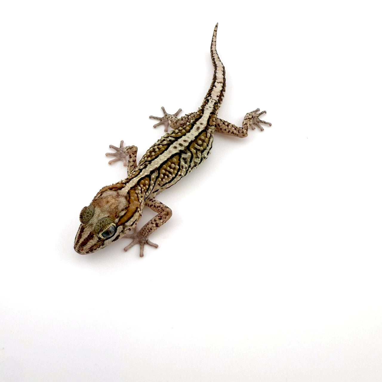 ソメワケササクレヤモリ