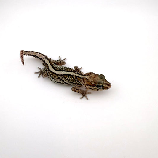 ソメワケササクレヤモリ