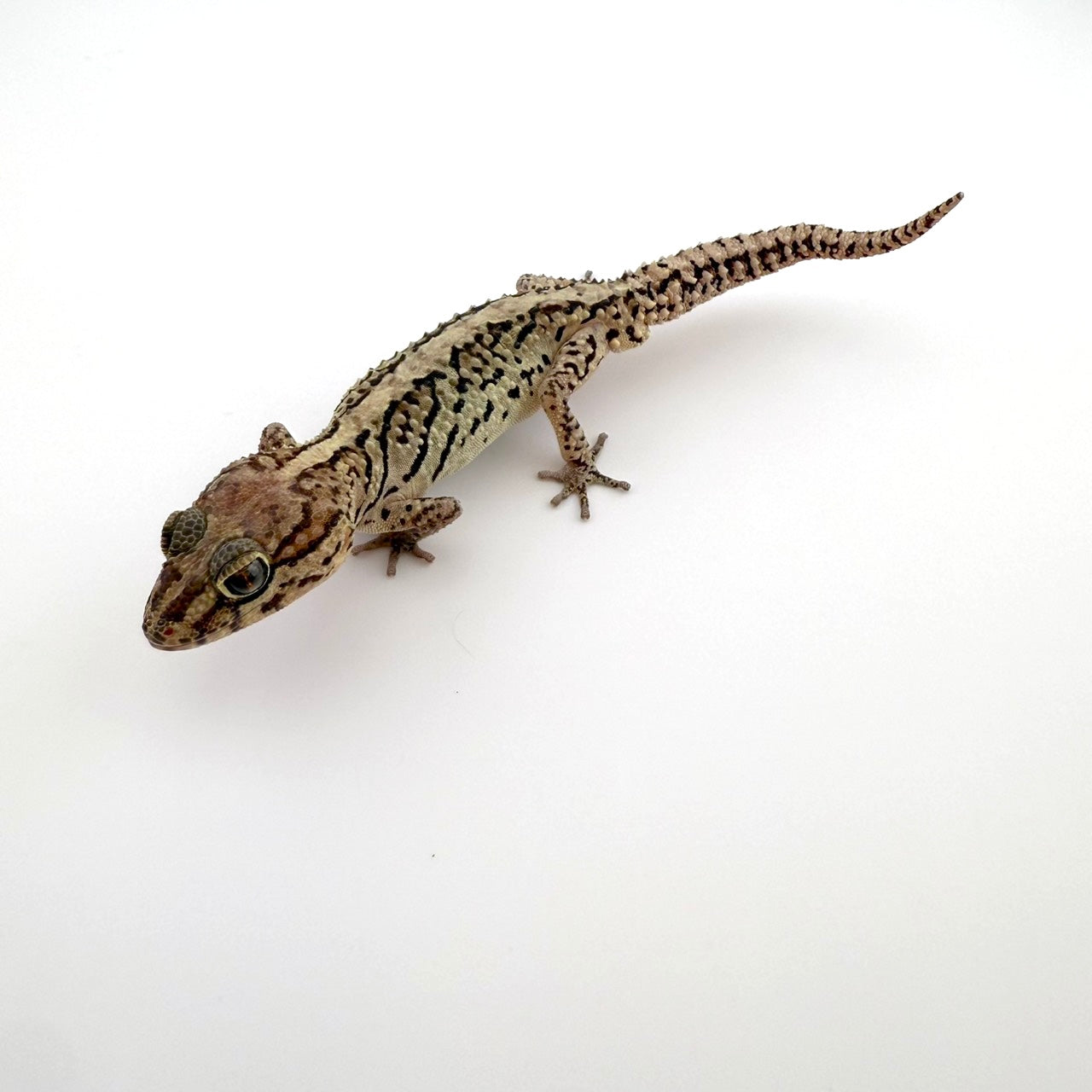 ソメワケササクレヤモリ