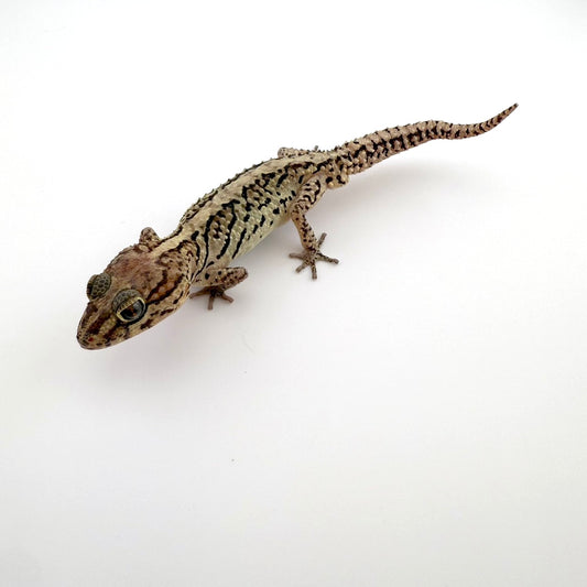 ソメワケササクレヤモリ