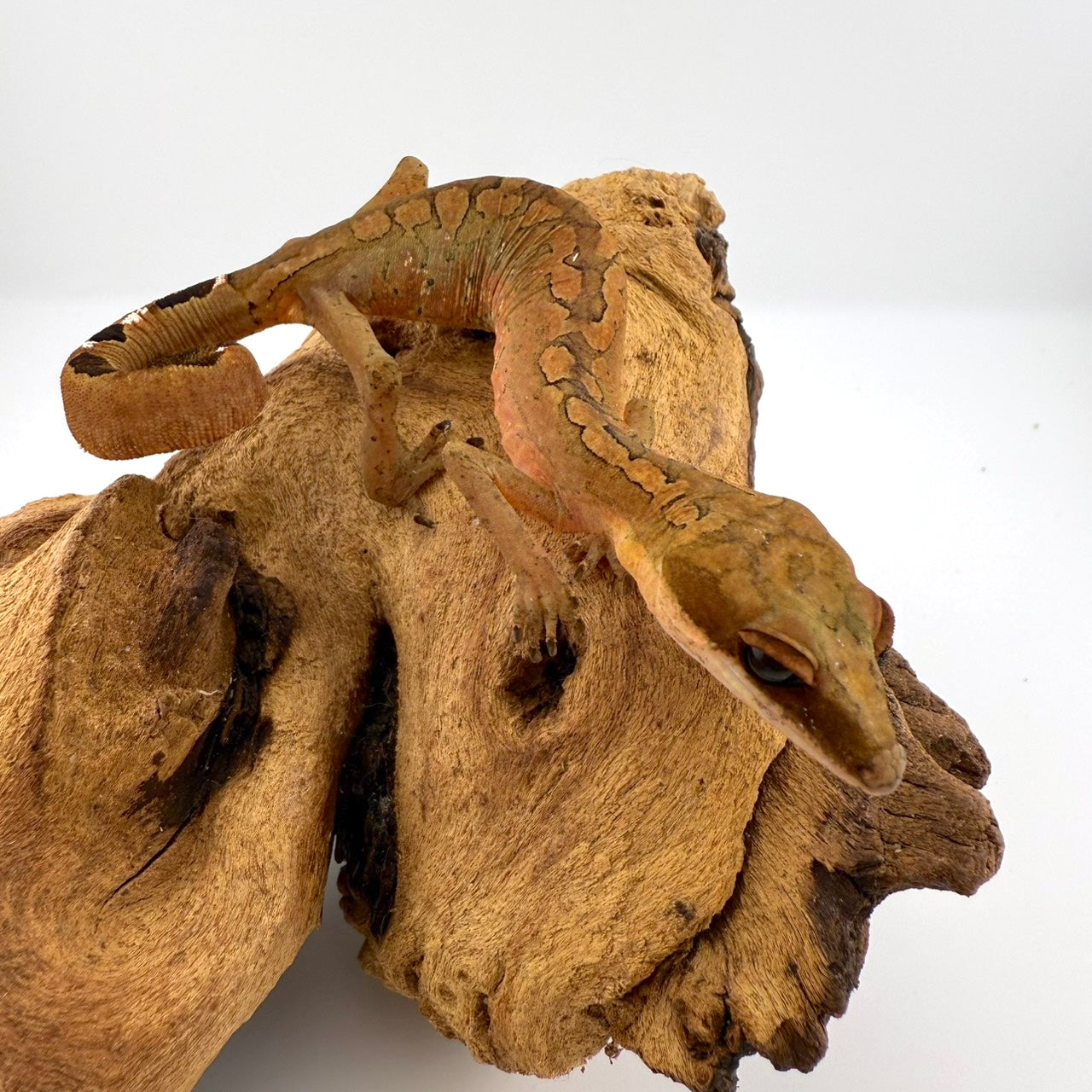 マレーキャットゲッコー