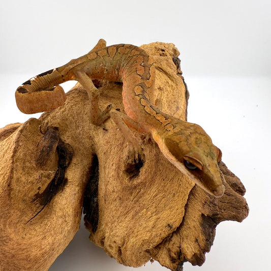 マレーキャットゲッコー