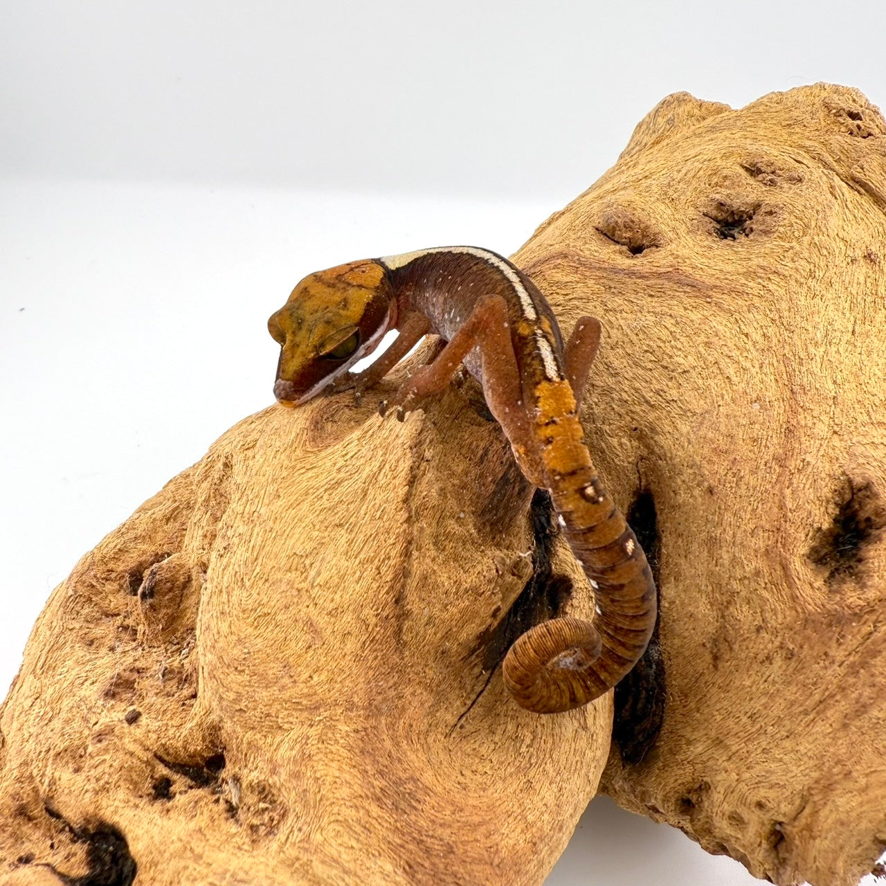 ボルネオキャットゲッコー