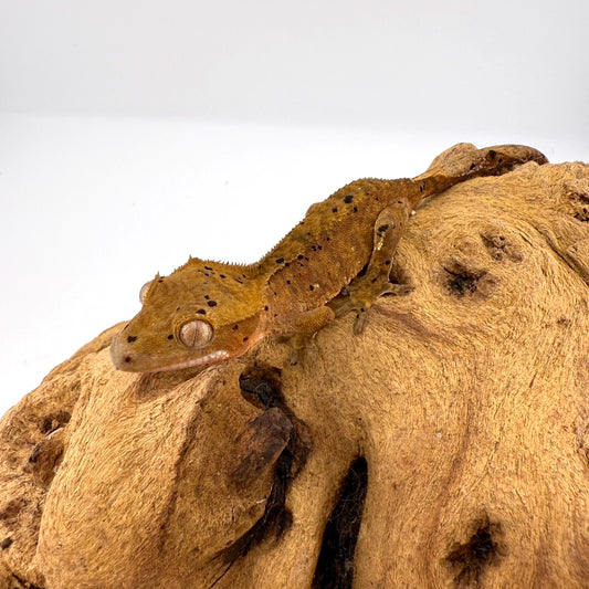 クレステッドゲッコー　スーパーダルメシアン