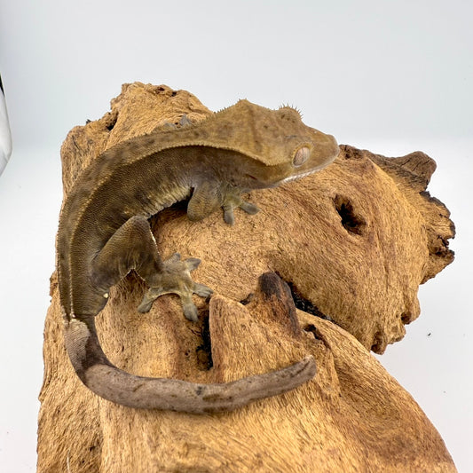 クレステッドゲッコー　ダークファントム