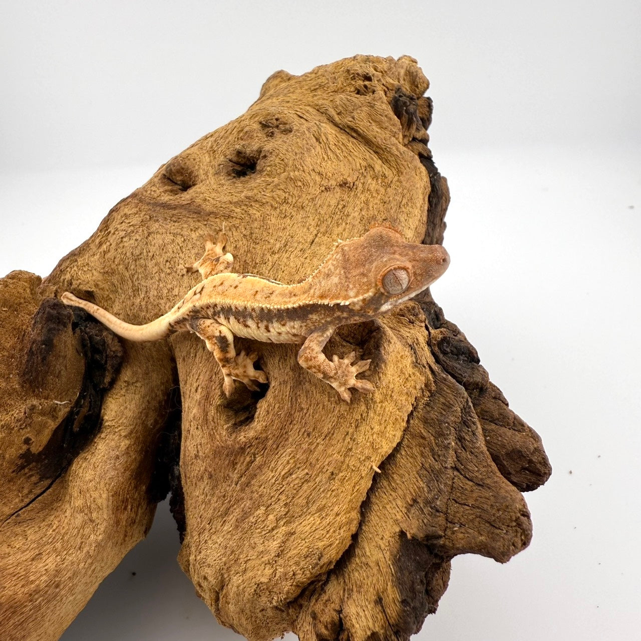 クレステッドゲッコー　リリーホワイト