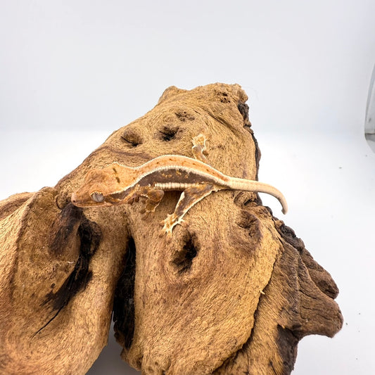 クレステッドゲッコー　リリーホワイト