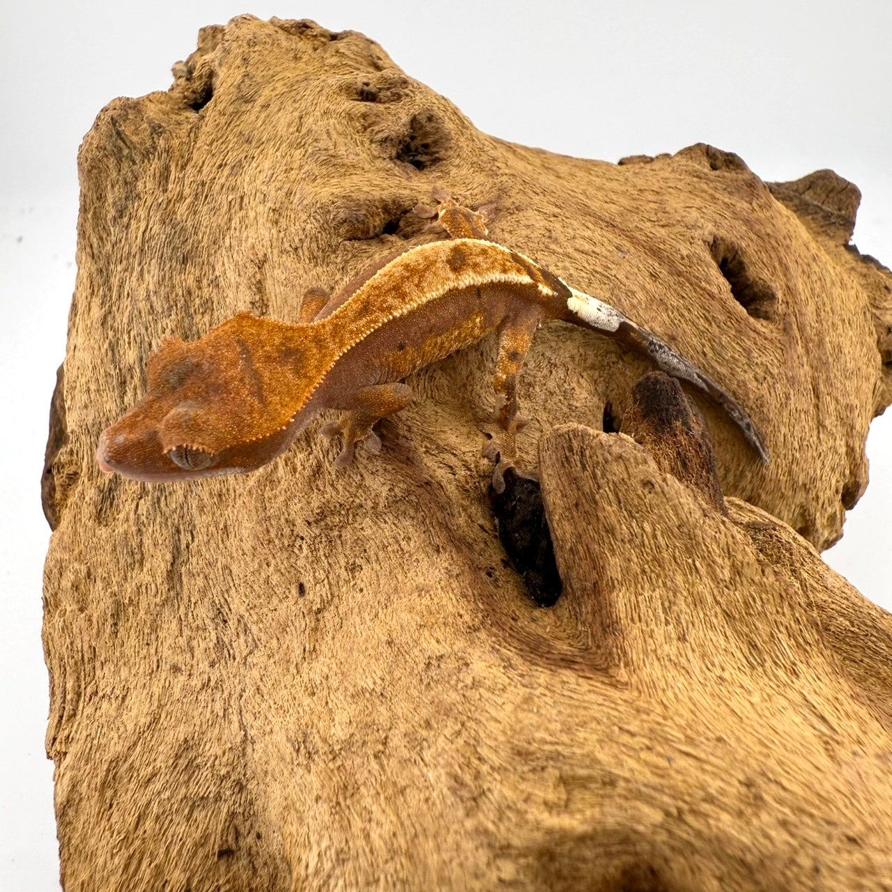 クレステッドゲッコー　カプチーノ